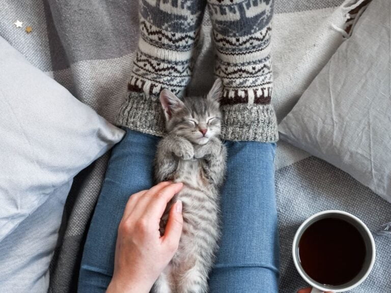 Kış Aylarında Kedi Bakımı – 10 İpucu