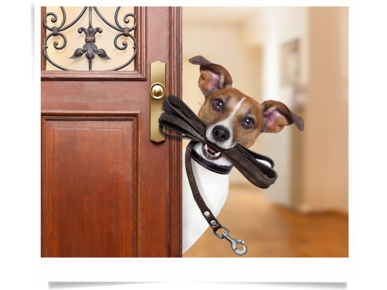 Köpeklerle İletişim Nasıl Kurulur?